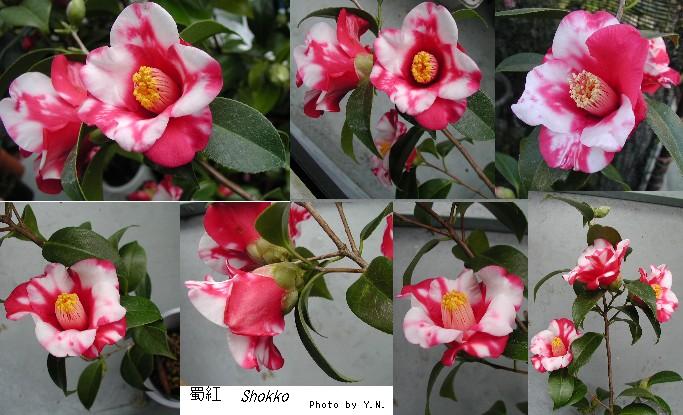 cam0068-Shokko.jpg